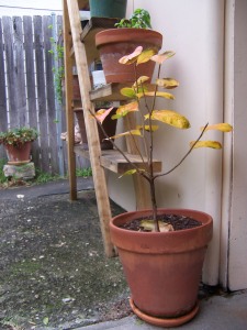 My Little Persimmon Tree